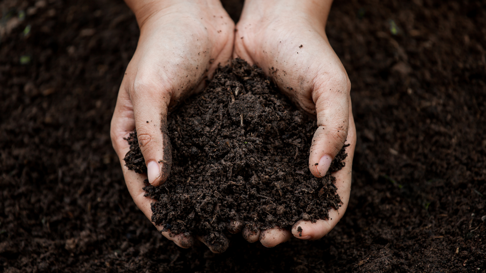 A person holding a batch of soil in their hands.