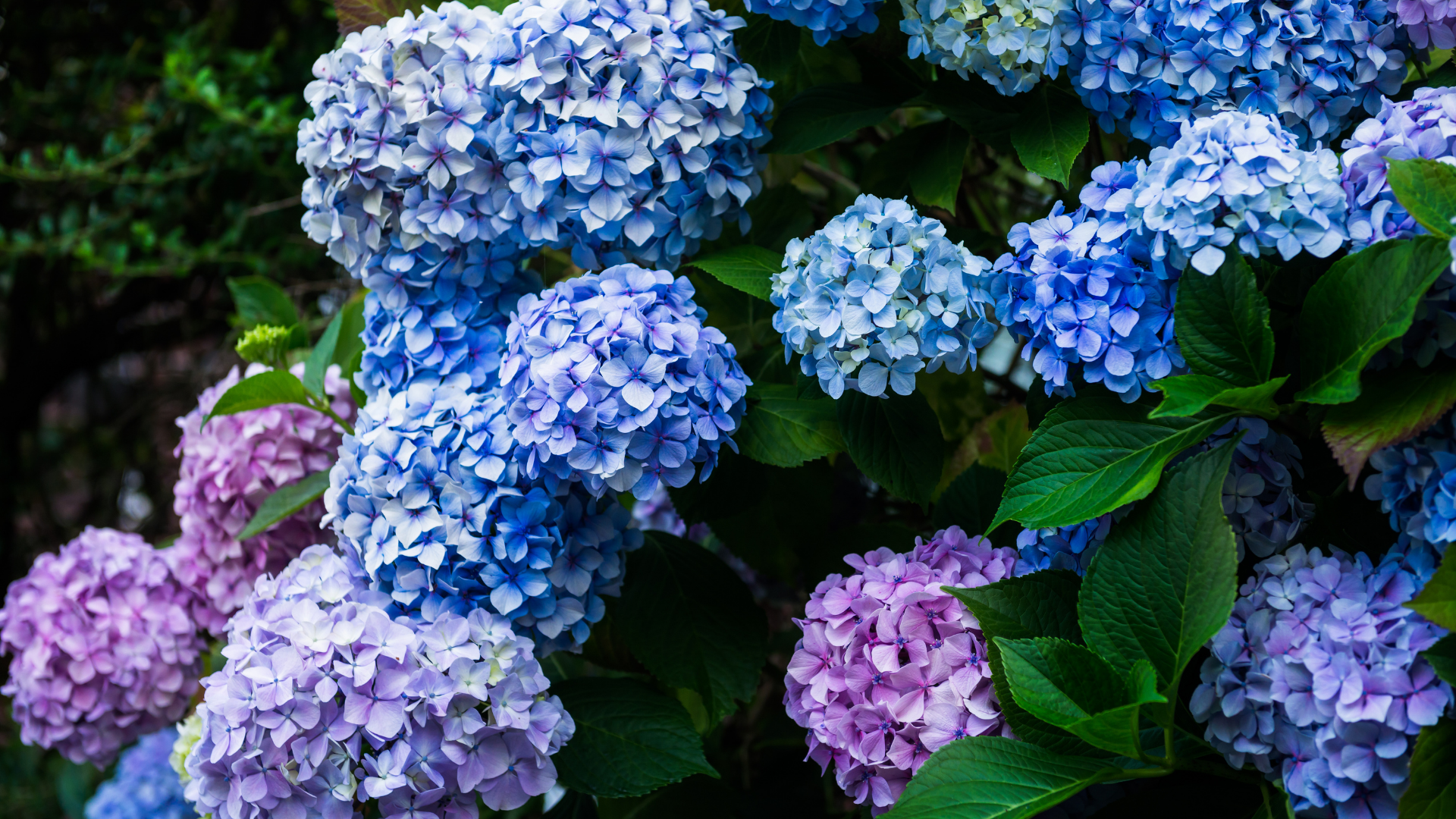 blue, pink and purple hydrangeas.
