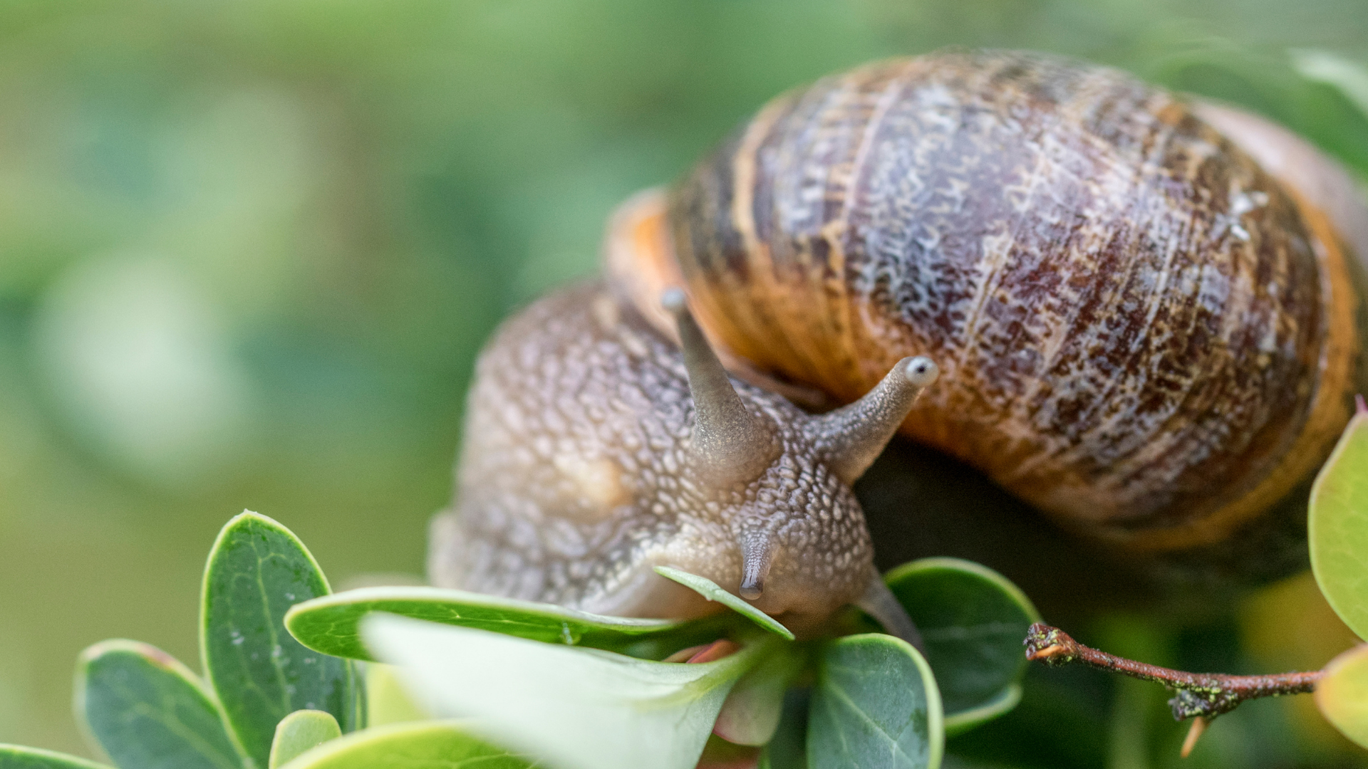 A snail chewing on a leaf.