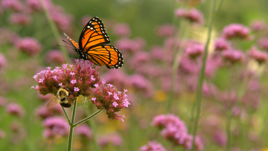 This season, bee friendly: plant bee/butterfly pollinator plants in your gardens.