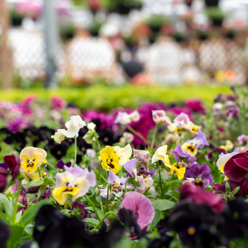 An image of various coloured plants inside a greenhouse.