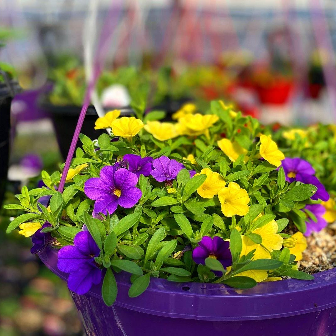 A hanging basket of annual flowers, grown at Hickey's Greenhouses in NL