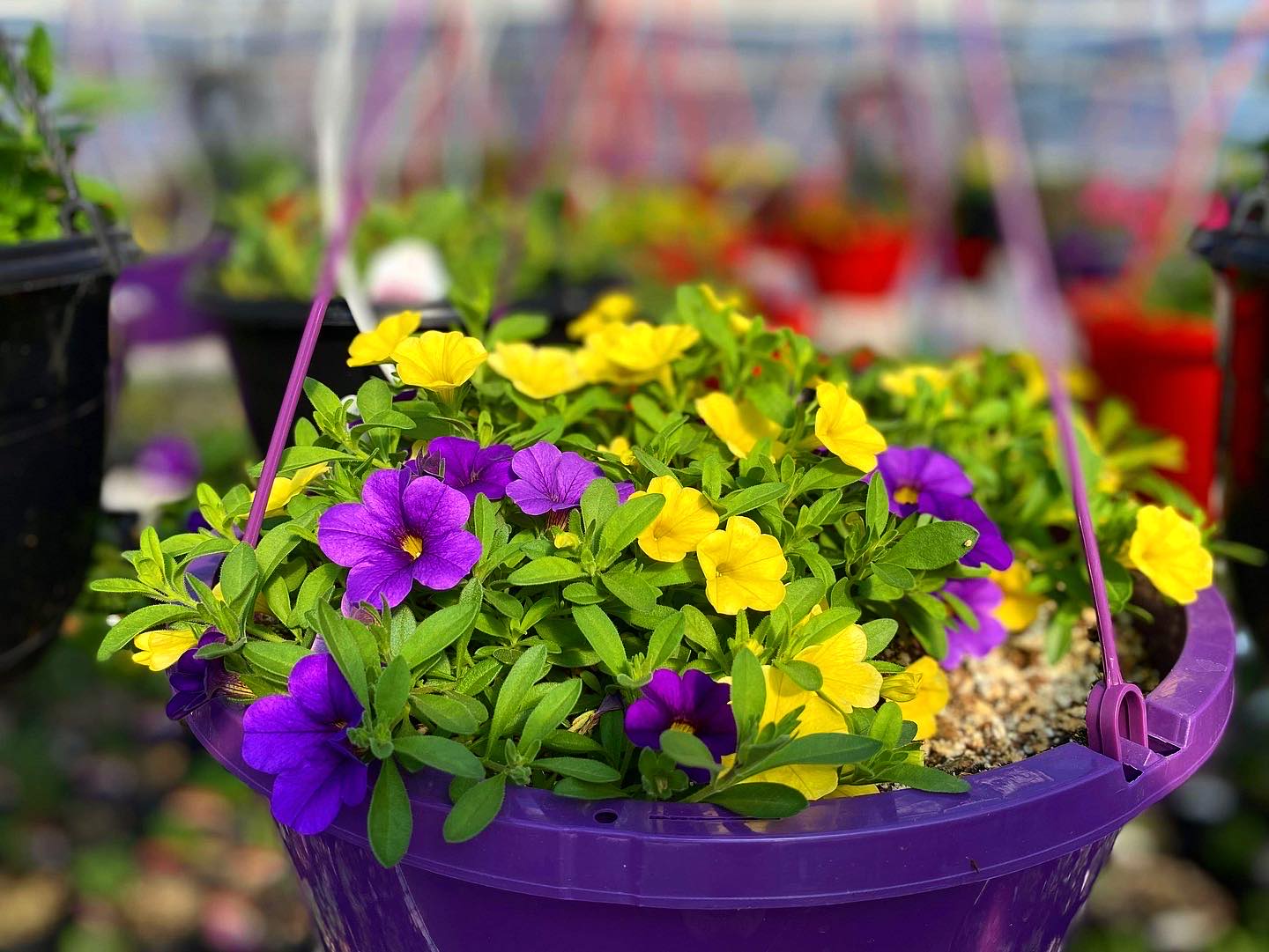 Hanging basket inside Hickey's Greenhouses