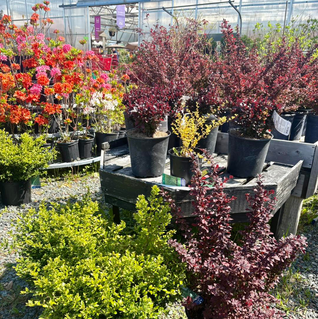 Garden center with potted plants including a prominent purple-leaved shrub.
