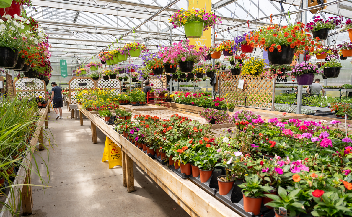 An image inside Hickey's Greenhouses' Garden Centre in Kelligrews, CBS. Flowers are hanging from the ceiling in baskets, and there are more flowers in planter boxes in various aisles. 